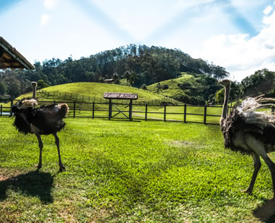 Fazendinha